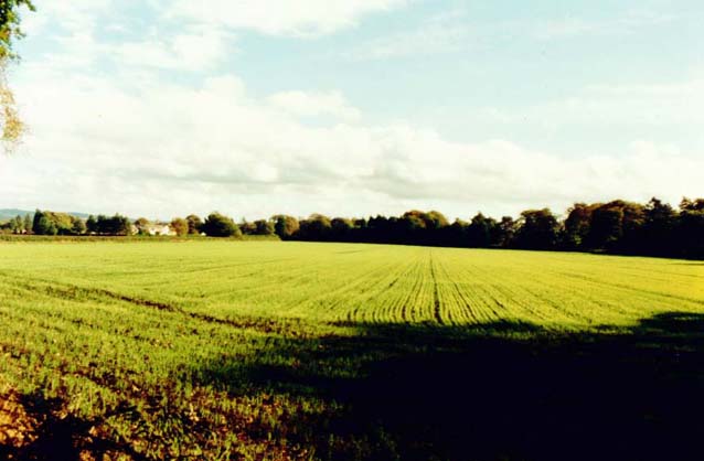 photo "Spring Wheat" tags: landscape, spring