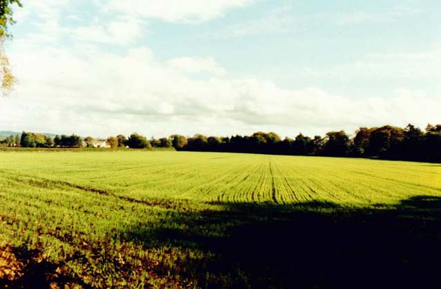 фото "Spring Wheat" метки: пейзаж, весна