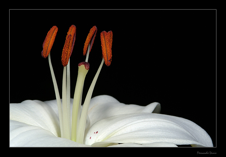 photo "Stamen" tags: nature, macro and close-up, flowers