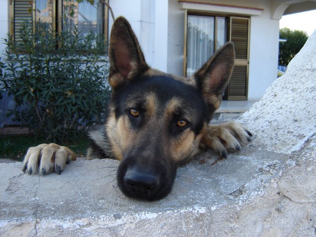 photo "Beware of dangerous dog" tags: nature, portrait, pets/farm animals