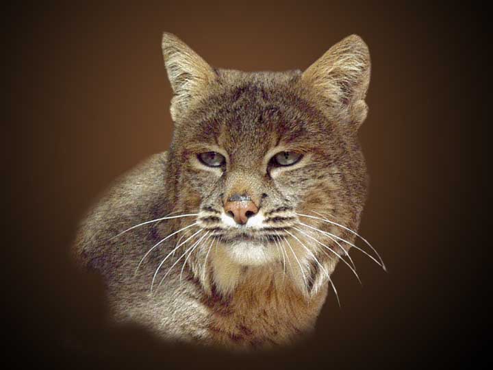 photo "Bob Cat" tags: nature, wild animals