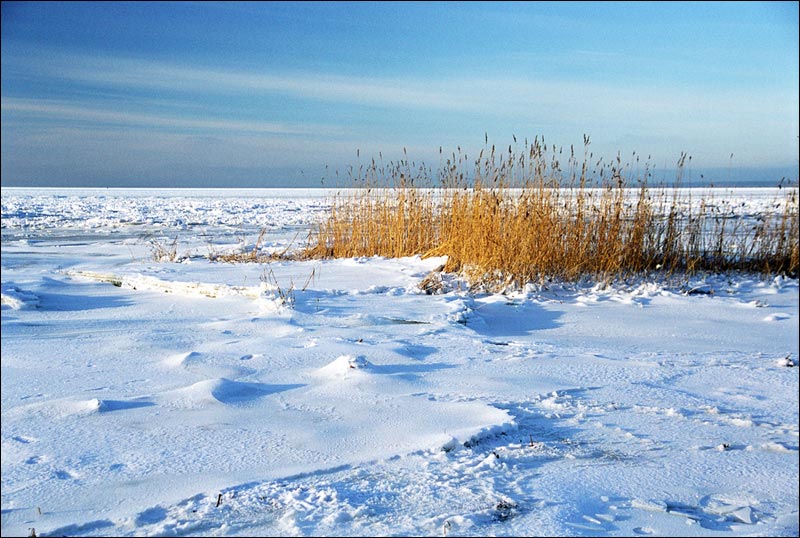 фото "Тростник" метки: пейзаж, вода, зима
