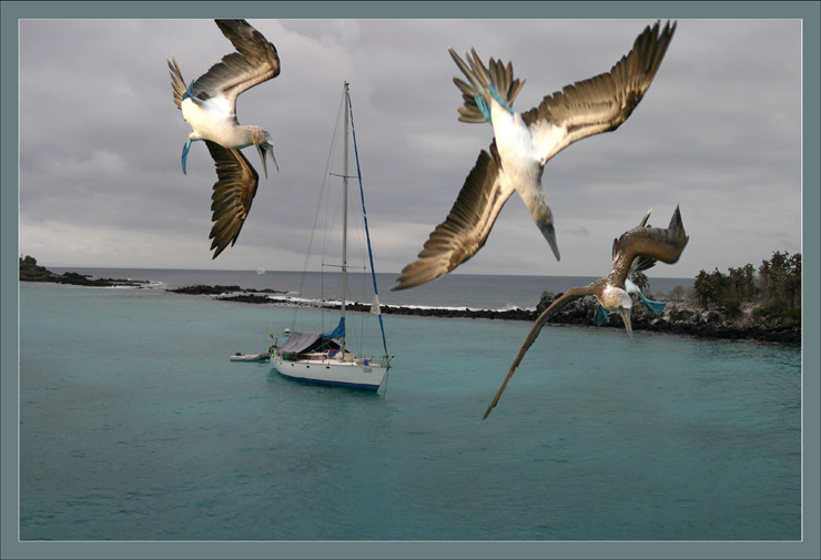 фото "Блу футет буби на охоте. Galapagos Islands." метки: разное, 