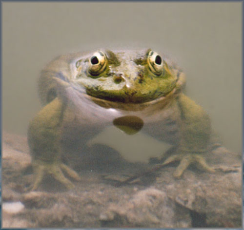 photo "A cautious frog" tags: nature, wild animals