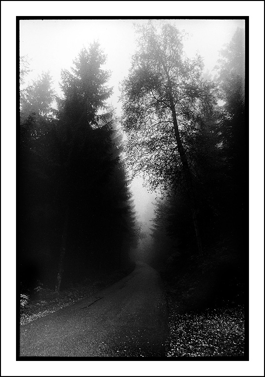 photo "Schwarzwald (1)" tags: black&white, landscape, forest