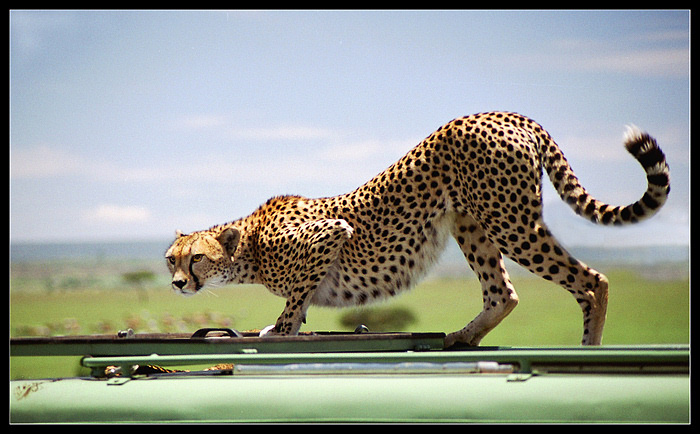 photo "A cat on the jeep`s roof" tags: nature, travel, Africa, wild animals