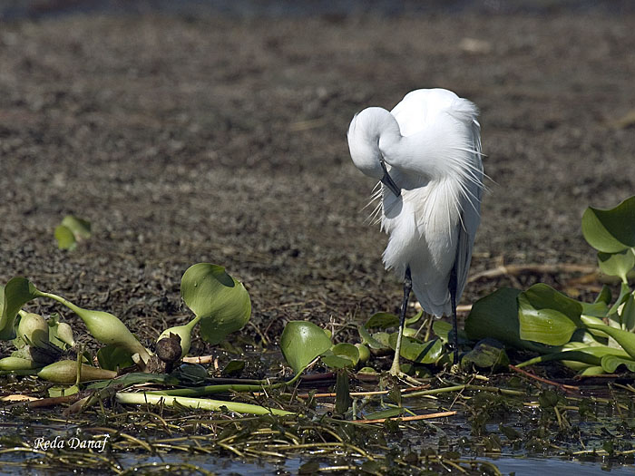 photo "Heron 2" tags: travel, nature, Africa, wild animals