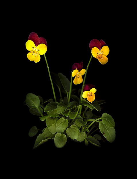 photo "Untitled photo" tags: nature, flowers