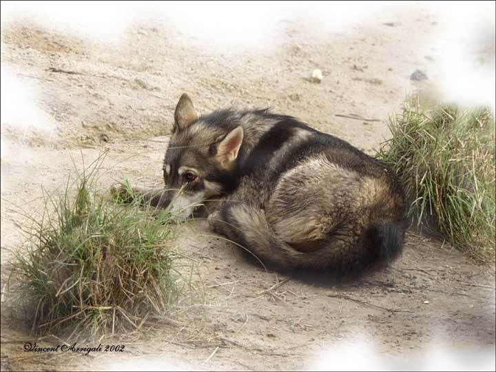 photo "Texas Wolf" tags: nature, wild animals