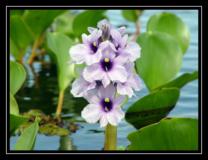 photo "Aguape" tags: travel, nature, South America, flowers