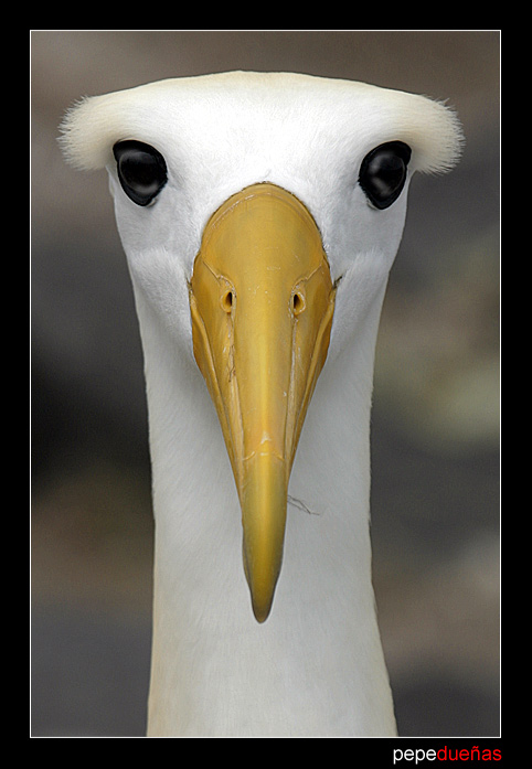 photo "Albatros (Diomedea irrorata)" tags: nature, wild animals