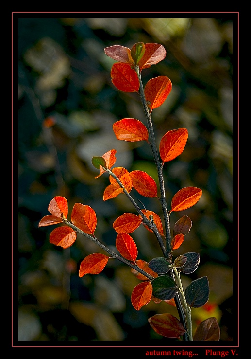 фото "autumn twig..." метки: природа, фотомонтаж, цветы