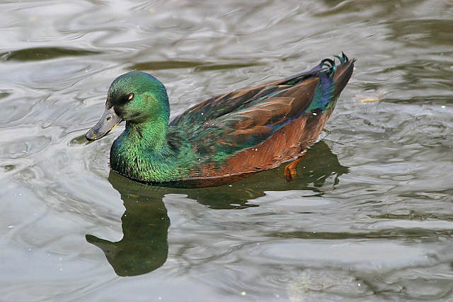 фото "Colorful Duck" метки: природа, дикие животные