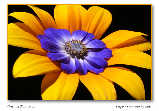 фото "Cores da Natureza..." метки: разное, 