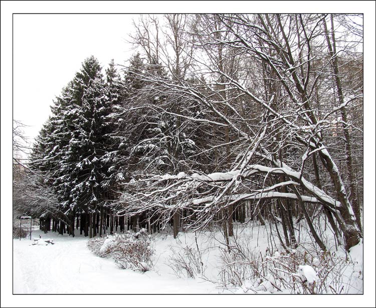 фото "Скучный пейзаж" метки: пейзаж, зима, лес