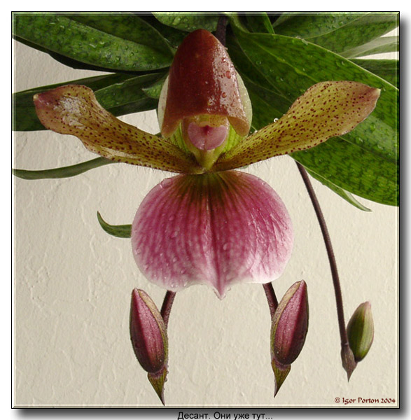 photo "Paratrupers. They are alredy here..." tags: nature, humor, flowers