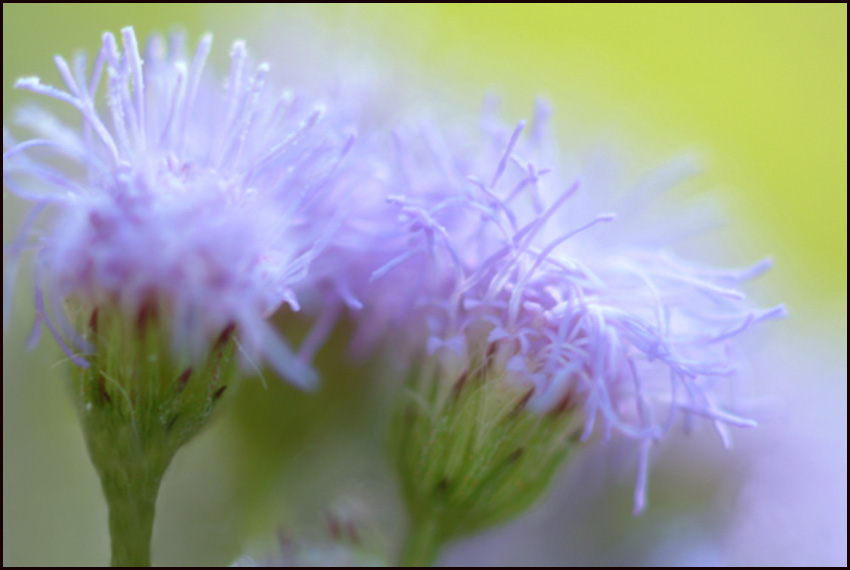 photo "Wild Aster" tags: macro and close-up, nature, flowers