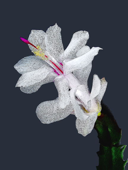 photo "White Christmas Cactus Flower" tags: nature, montage, flowers