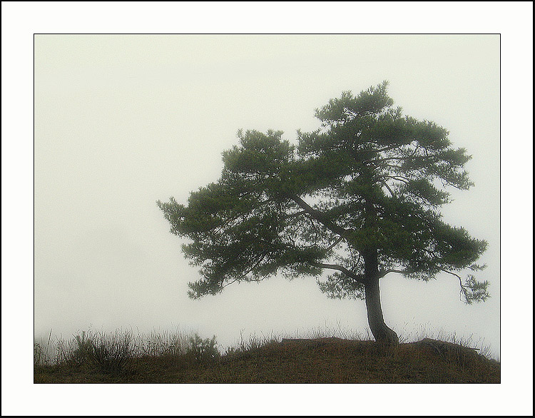 фото "утро туманное #6" метки: пейзаж, природа, лес