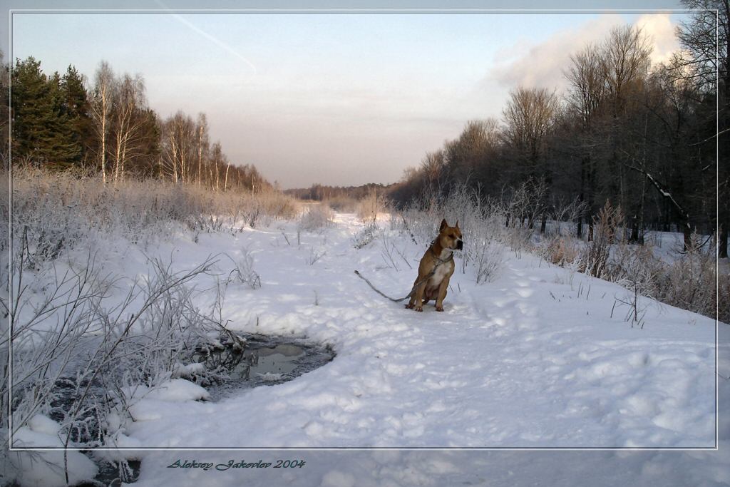 photo "Where master?" tags: nature, landscape, pets/farm animals, winter