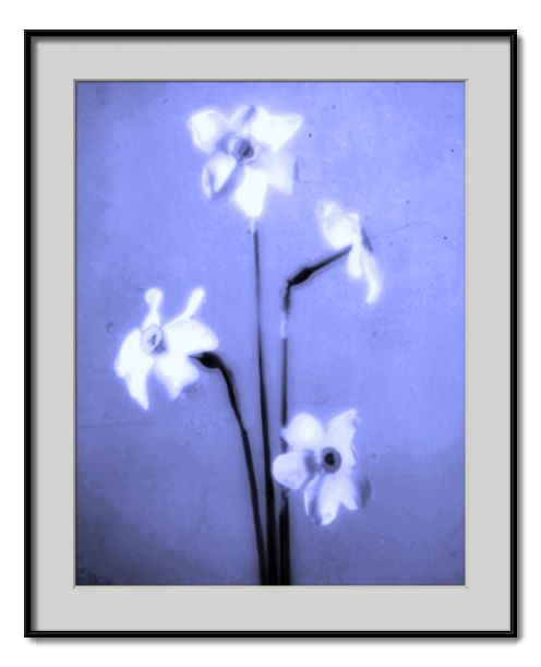 photo "narcissi" tags: montage, 
