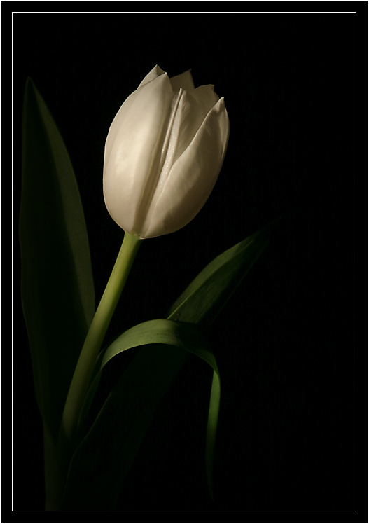 photo "***" tags: nature, macro and close-up, flowers