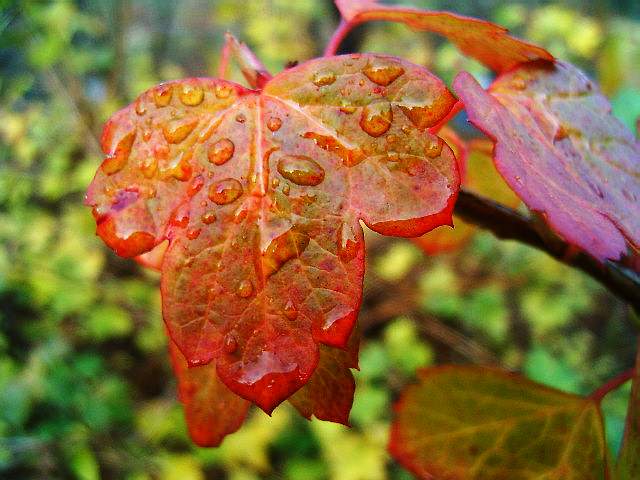 photo "Drop on the leaf." tags: nature, flowers