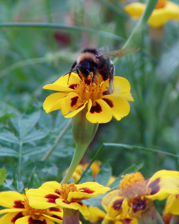 photo "The collector of honey" tags: nature, flowers, insect