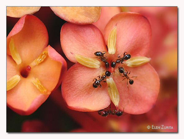 photo "Lunch time" tags: macro and close-up, nature, insect