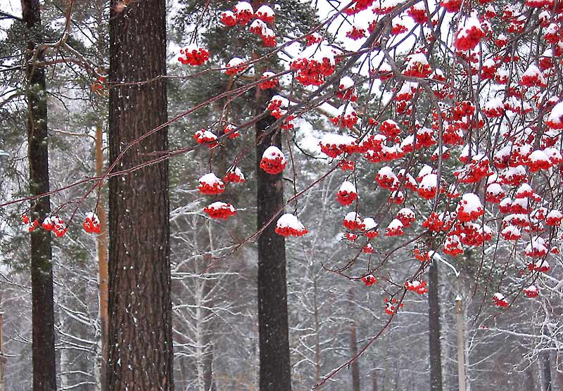 photo "freshy" tags: landscape, forest, winter
