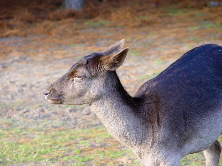 photo "Dreaminess" tags: nature, wild animals