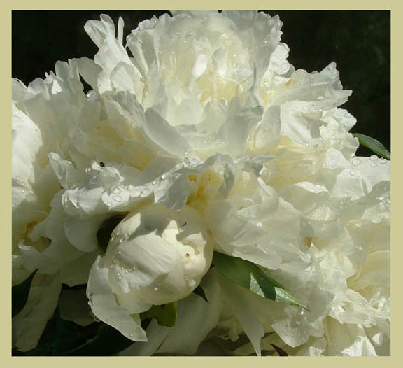 photo "Peony II" tags: nature, flowers