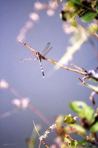 photo "Dragonfly" tags: nature, travel, Asia, pets/farm animals
