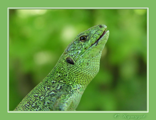 photo "Green lizard" tags: nature, macro and close-up, wild animals