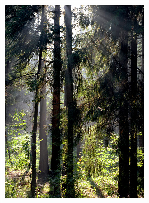 photo "Morning in fur-tree to a pine forest" tags: landscape, forest