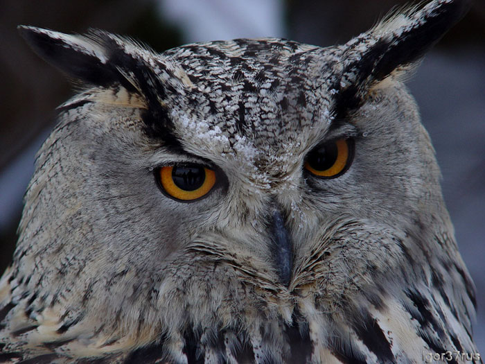 photo ""Sight...(Eagle owl)"" tags: nature, wild animals