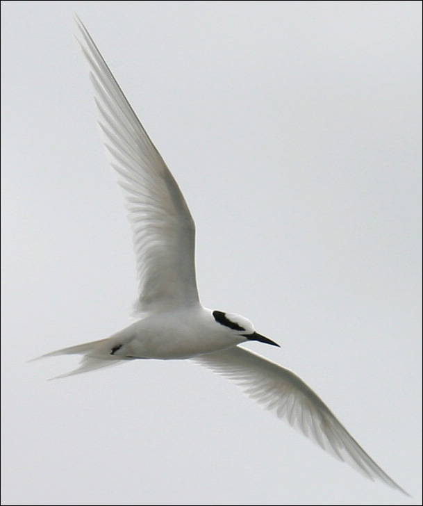 photo "The seagull 3" tags: nature, 