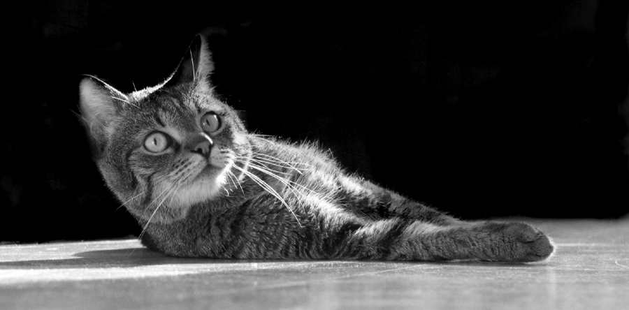 photo "Morning!!!" tags: nature, black&white, pets/farm animals