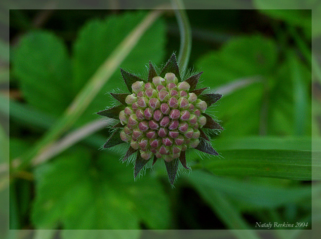 photo "But here and I" tags: nature, macro and close-up, flowers