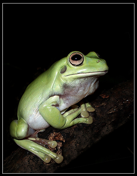 photo "My dream, to me it is lonely." tags: macro and close-up, nature, wild animals