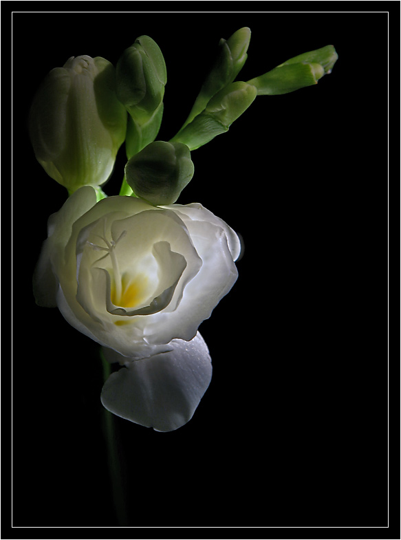 photo "***" tags: nature, macro and close-up, flowers