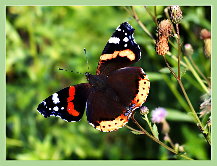 photo "recollecting a summer" tags: nature, 