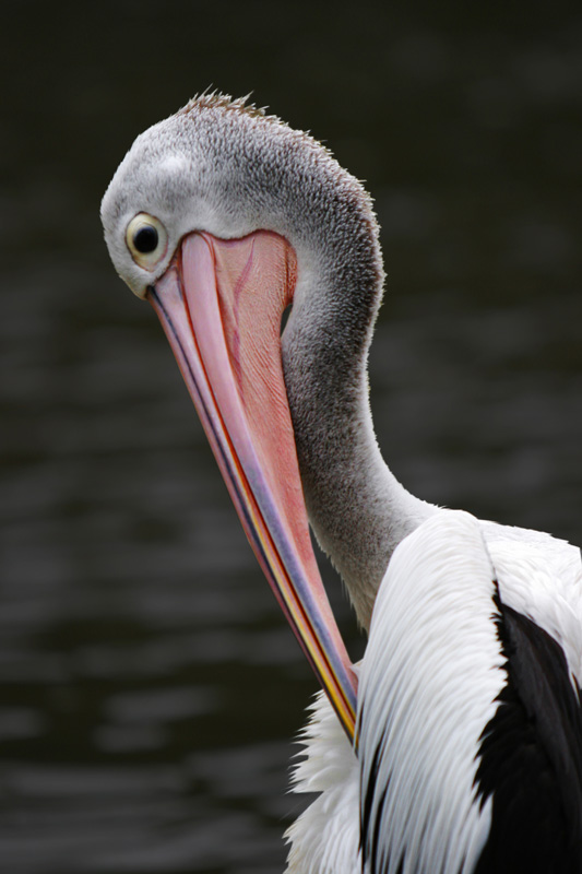 photo "Pelican" tags: nature, wild animals