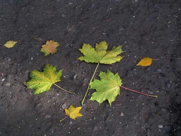 photo "Autumn symmetry" tags: nature, flowers