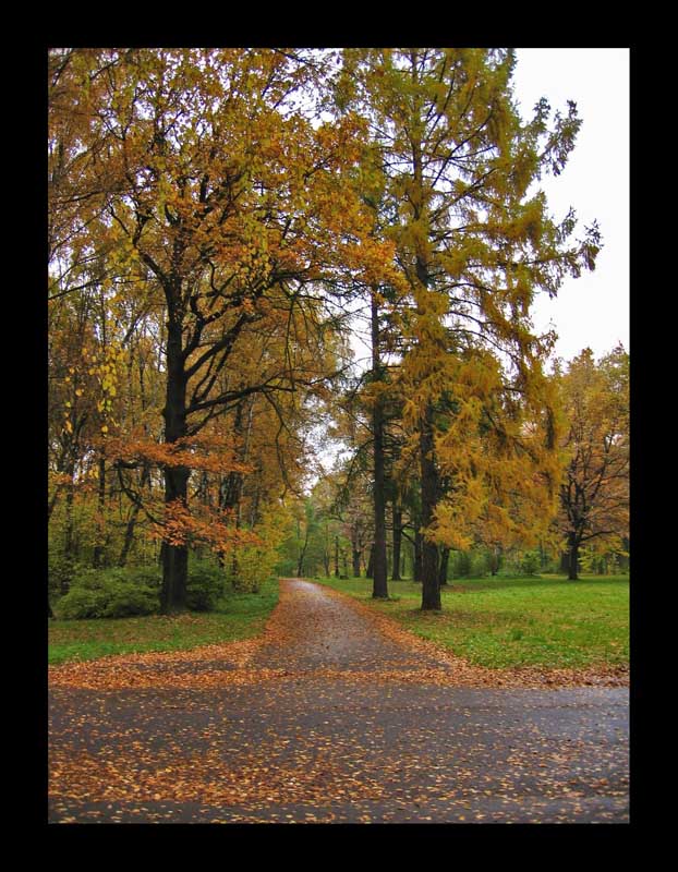 photo "Autumn Sketch. #36" tags: landscape, autumn, forest