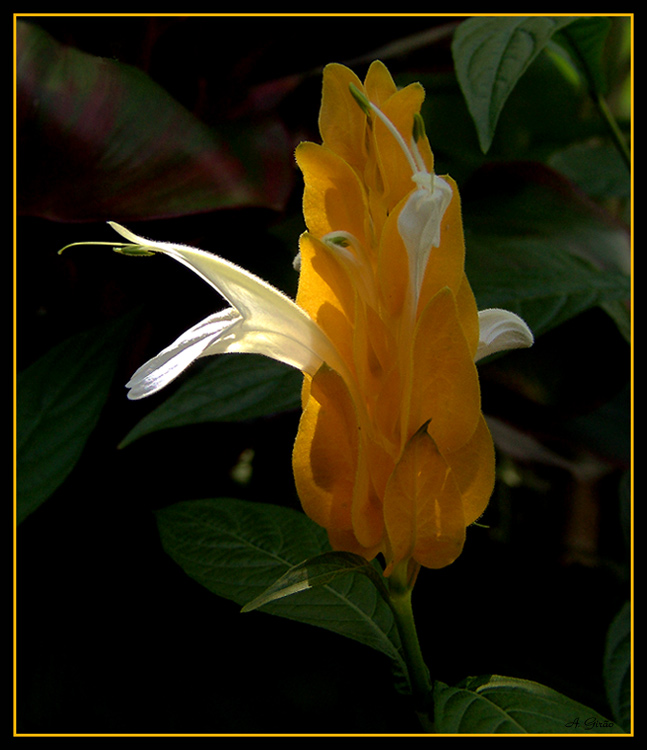 photo "The beginning of white flower" tags: nature, macro and close-up, flowers