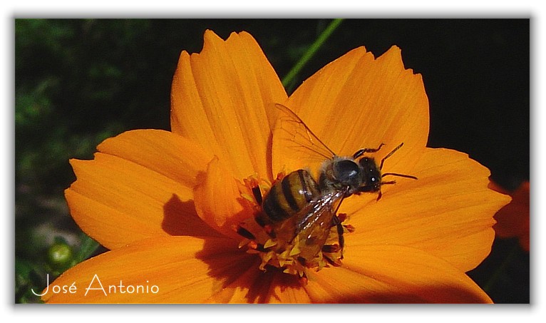 photo "Macro Bee" tags: misc., 