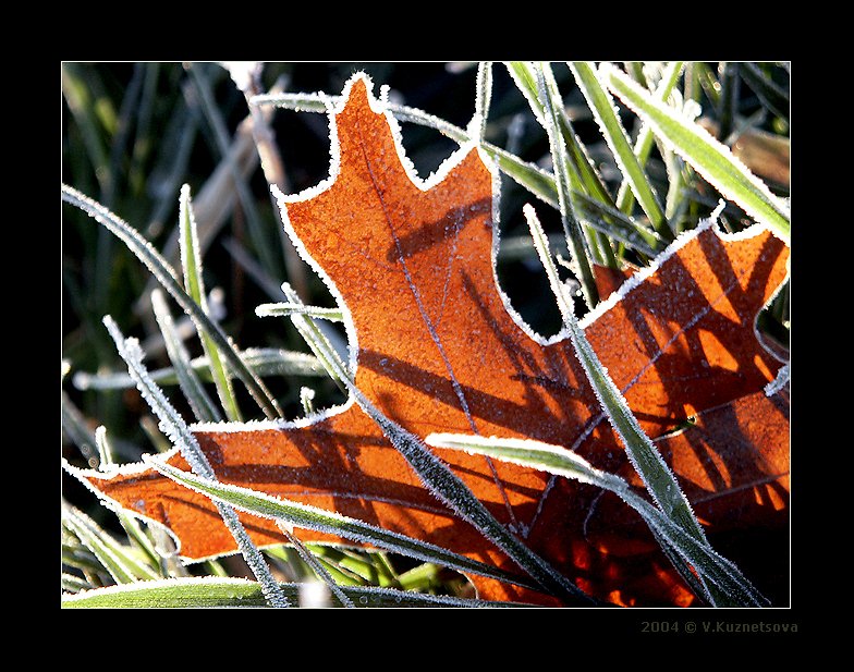 photo "Fall etude" tags: macro and close-up, nature, flowers