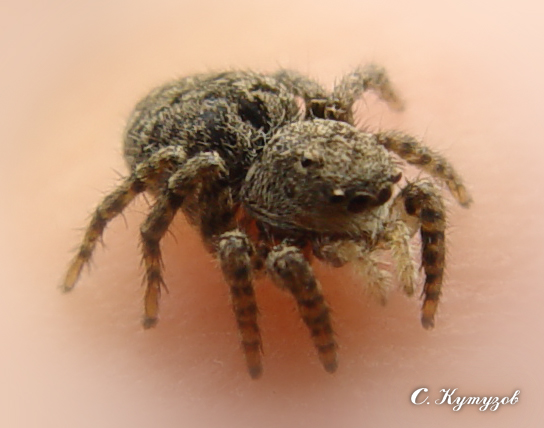 photo "The small jumper" tags: nature, macro and close-up, insect