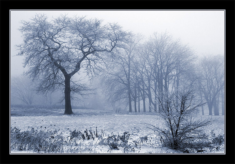 photo "Foggy Graphics of December" tags: landscape, forest, winter